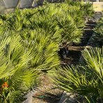Palmička nízka (Chamaerops Humilis) - výška kmeňa 10-20 cm, celková výška 60-80 cm, kont. C15L  (-14°C) - 3 až 5 paliem v jednom kvetináči